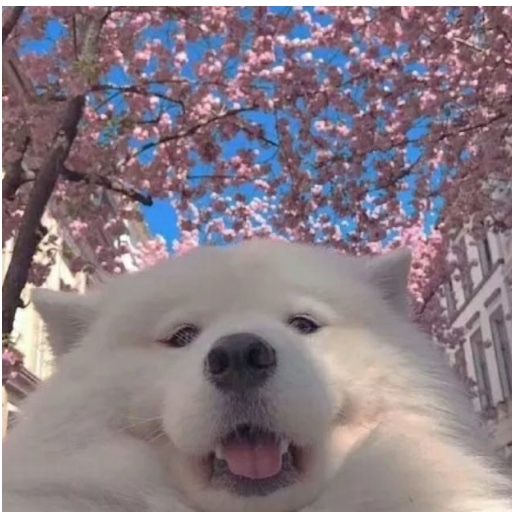 炒馍